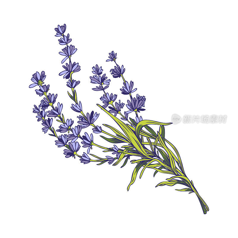Lavender flowers bouquet hand drawn vector illustration isolated on white.